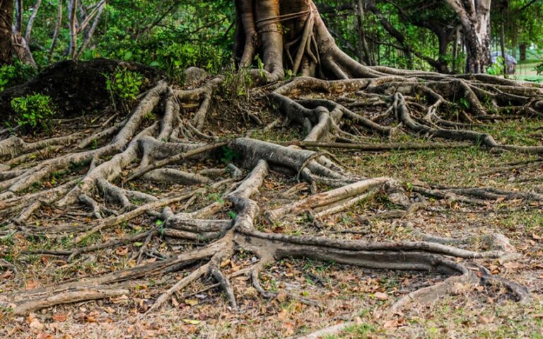 What It Means to Be Rooted in a Constantly Moving Modern World